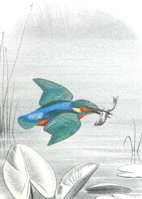 Antique Animal Illustration Of A Kingfisher In The Public Domain
