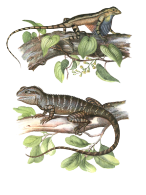 Antique Animal Illustration Of Fan Throated Lizard Sitana Ponticeriana In The Public Domain