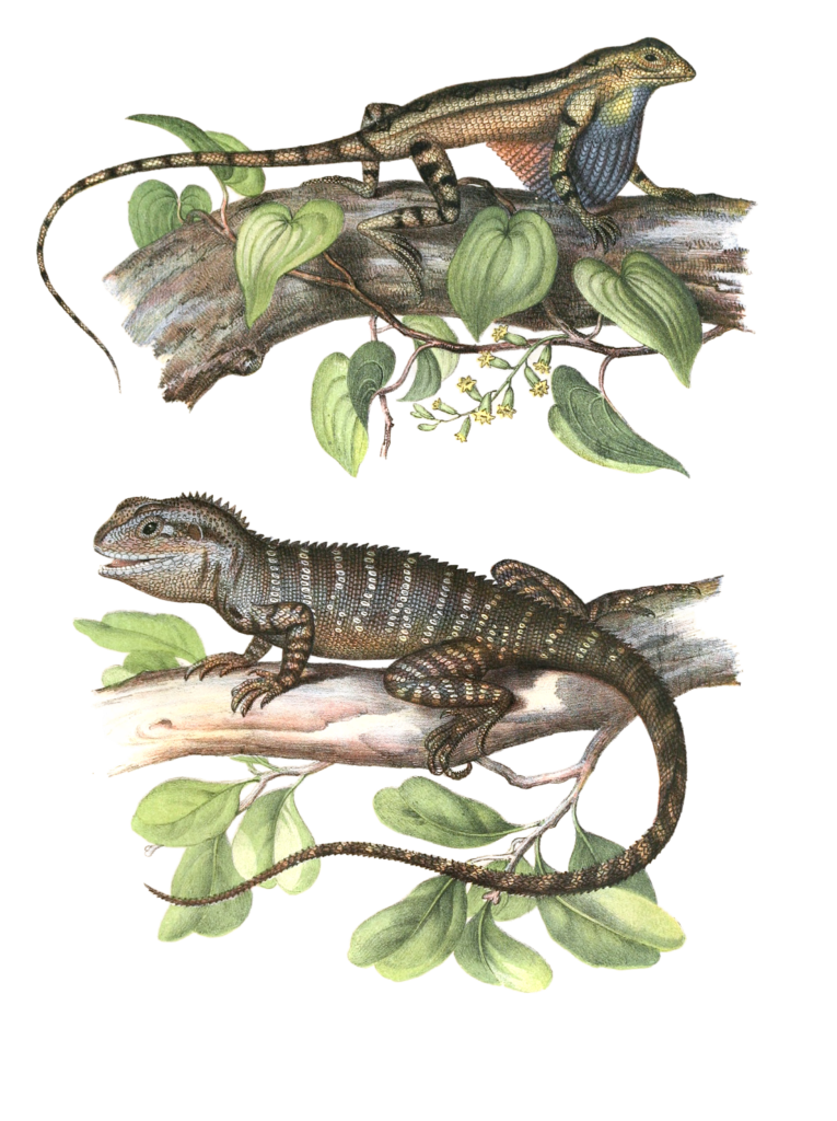 Antique Animal Illustration Of Fan Throated Lizard Sitana Ponticeriana In The Public Domain