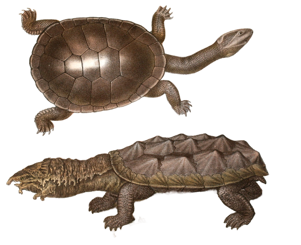 Antique Animal Illustration Of Hyclraspis Longicollis Long Necked Turtle