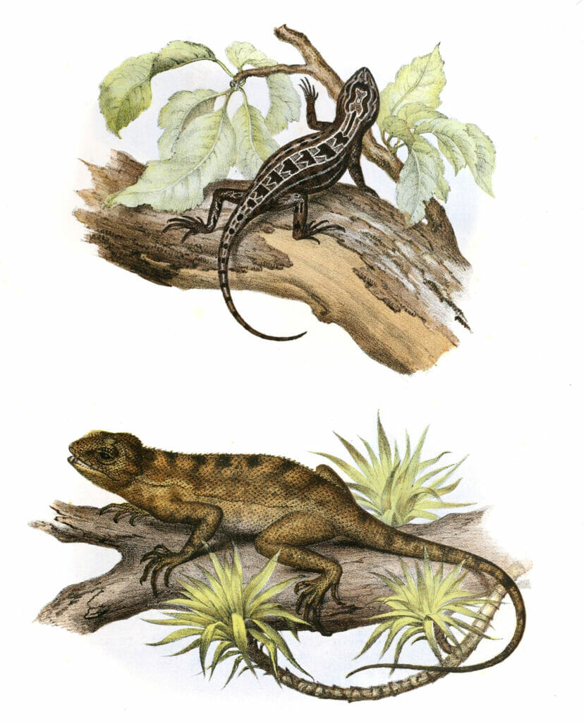 Antique Animal Illustration Of Two Leiosaurus Belli Lizards on the ground isolated on a white background