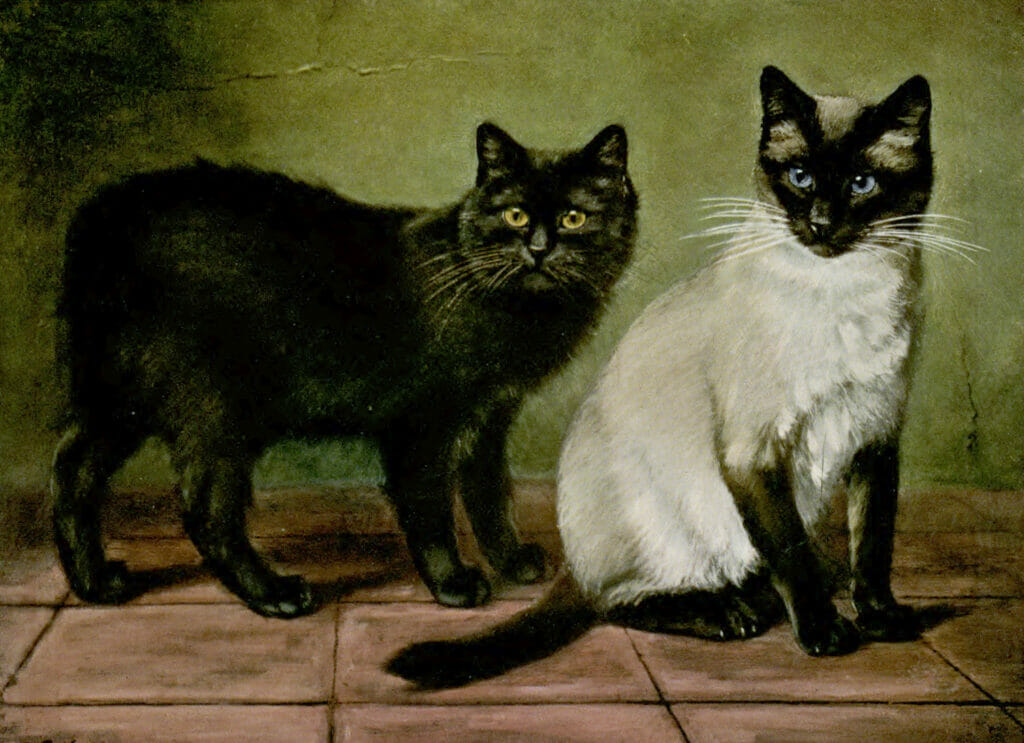 Black Manx And Royal Siamese Cats Vintage Cat Illustrations In The Public Domain