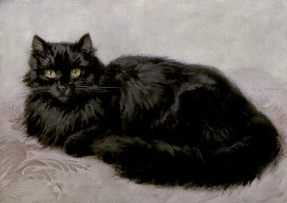 Black Persian Cats Vintage Cat Illustrations In The Public Domain