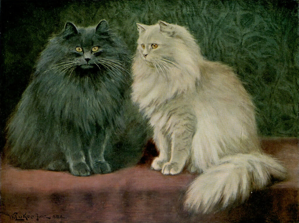 Blue And Cream Persian Cats Vintage Cat Illustrations In The Public Domain