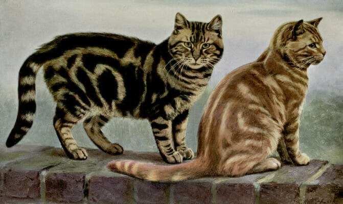 Brown Tabby And Orange Tabby Short Haired Cats Vintage Cat Illustrations In The Public Domain