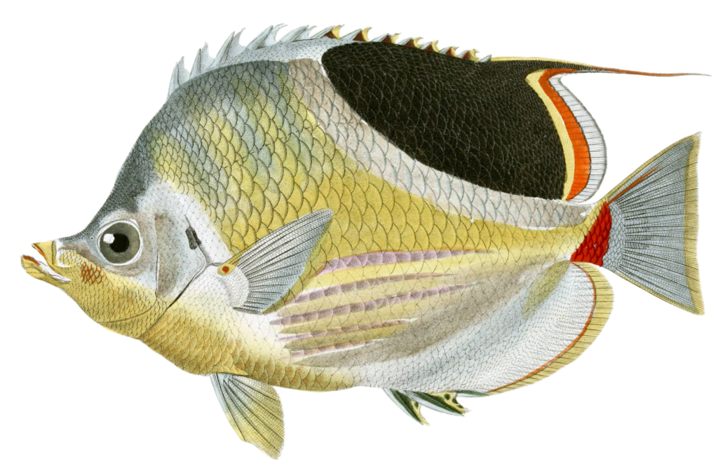 Butterflyfish Chetodon A Housse Vintage Fish Illustrations In The Public Domain