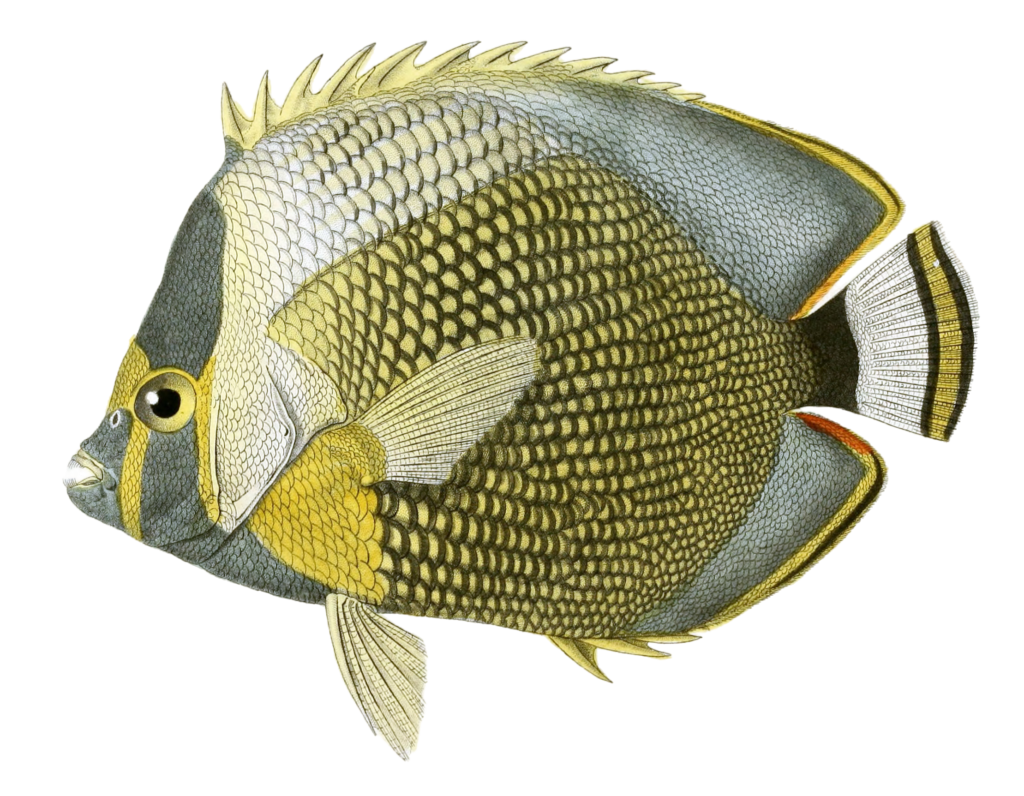 Chetodon Maille Vintage Fish Illustrations In The Public Domain