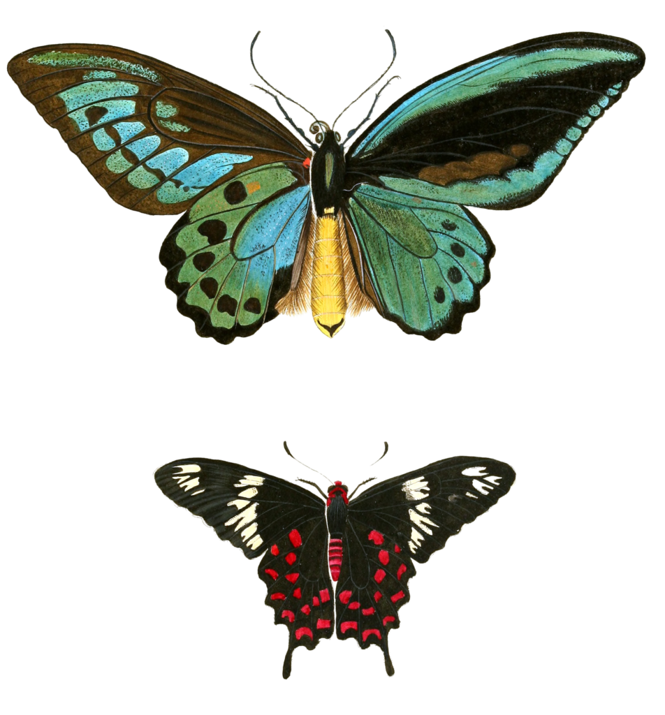 Common Green Birdwing Ornithoptera Priamus Vintage Butterfly Illustration