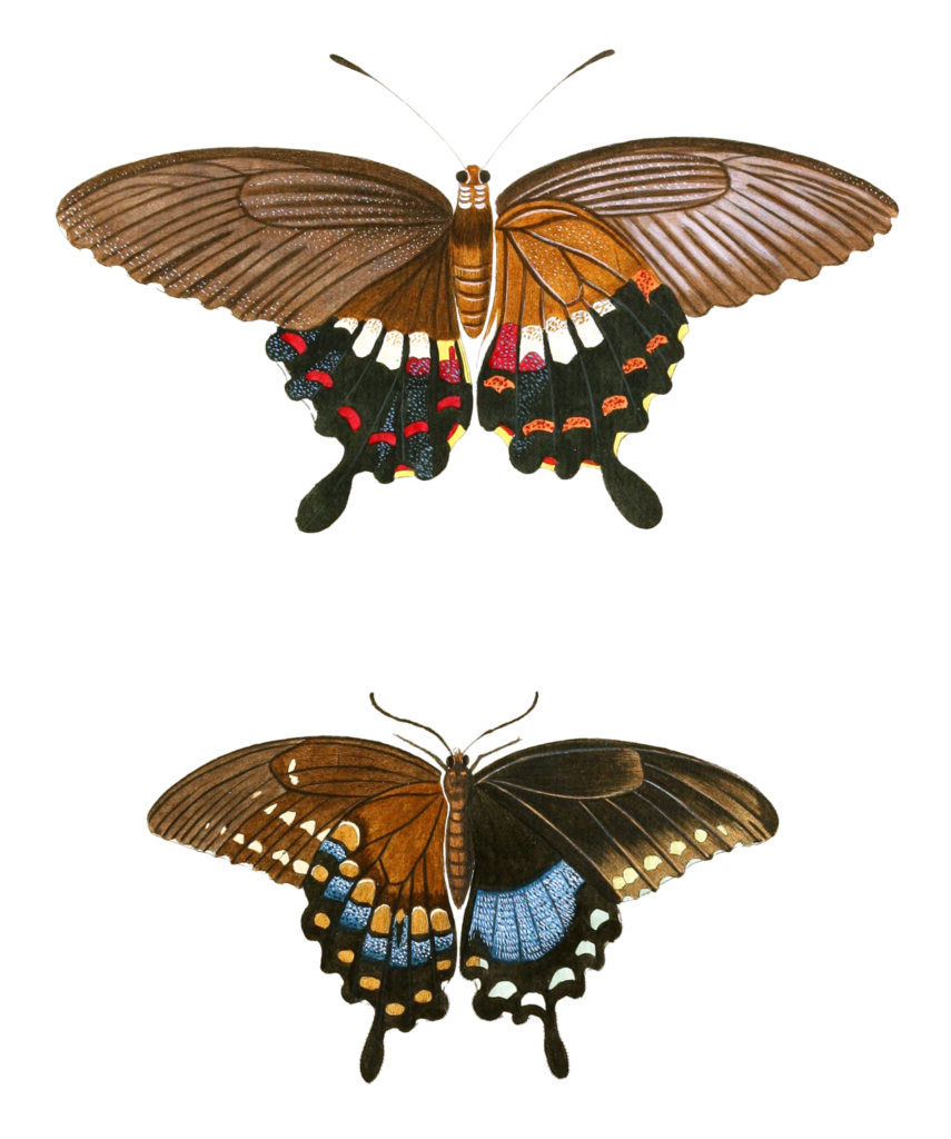 Common Mormon Polytes Spicebush Swallowtail Troilus Vintage Butterfly Illustration