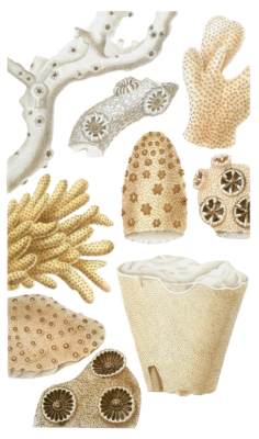 Dentipore Vierge Vintage Coral Illustrations In The Public Domain