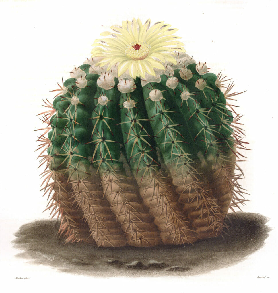 Echinocactus Erinaceus Vintage Cactus Illustrations