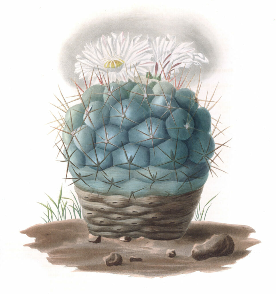 Echinocactus Hexaedrophorus Vintage Cactus Illustrations
