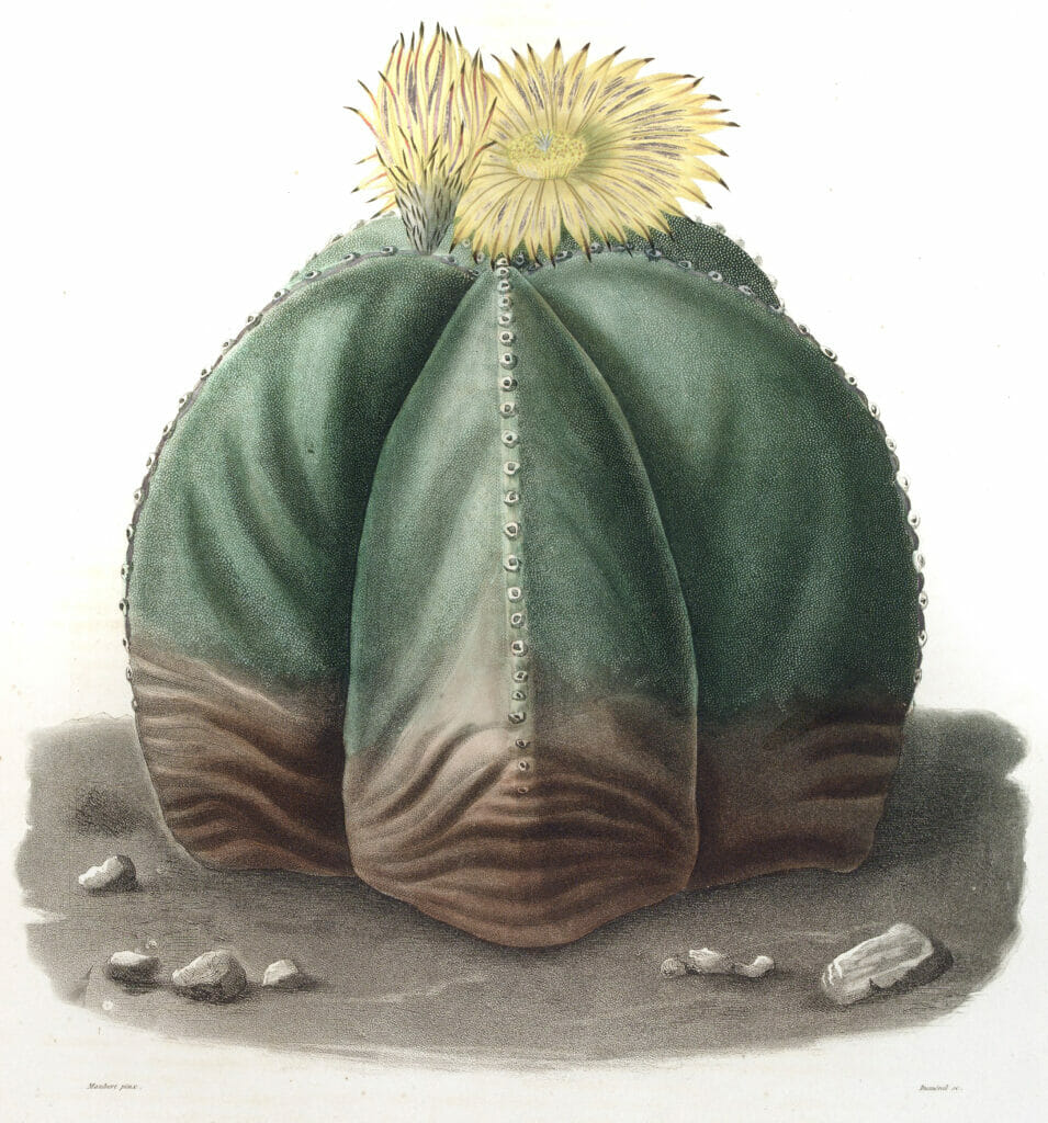 Echinocactus Myriostigma Vintage Cactus Illustrations