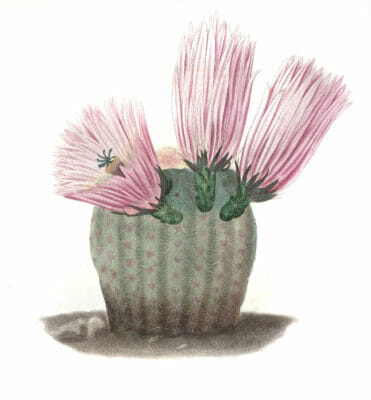 Echinocactus Pectiniferus Vintage Cactus Illustrations