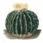 Echinocactus Sellowianus Vintage Cactus Illustrations