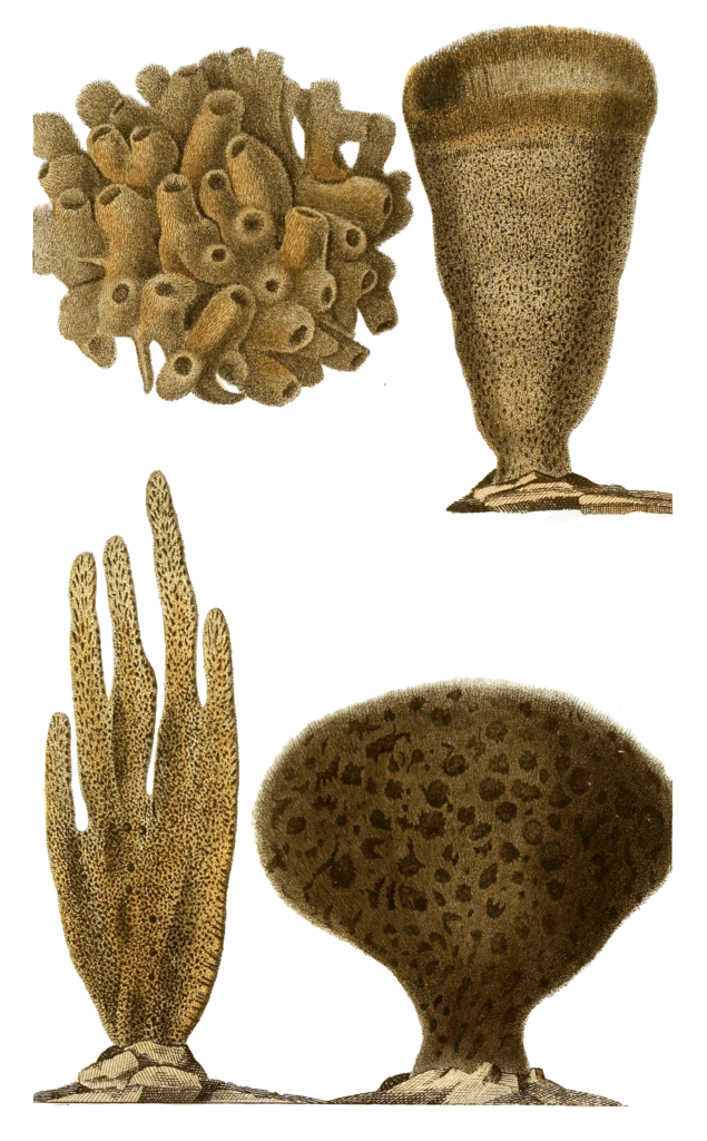 Eponge Bullee Vintage Sea Sponge Illustrations In The Public Domain