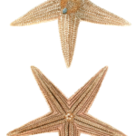 Etoile De Mer Starfish Vintage Starfish Illustrations In The Public Domain