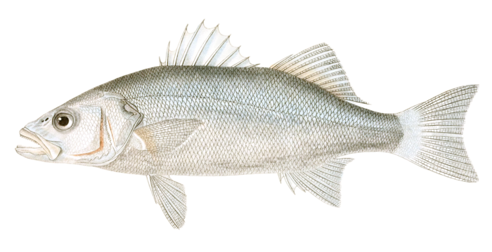 European Bass Vintage Fish Illustrations In The Public Domain