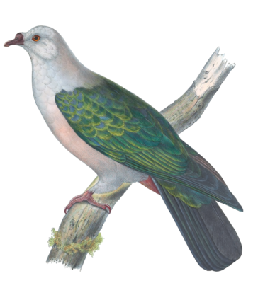 Globicera Pacifica Vintage Dove Illustrations In The Public Domain