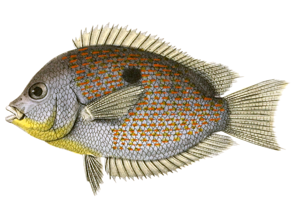 Glyphisodon Coruchi Vintage Fish Illustrations In The Public Domain