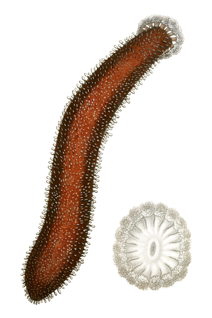 Holothurie Tubuleuse Sea Cucumber