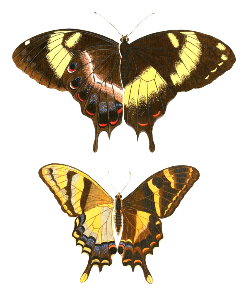 Homerus Swallowtail Papilion Homerus Vintage Butterfly Illustration