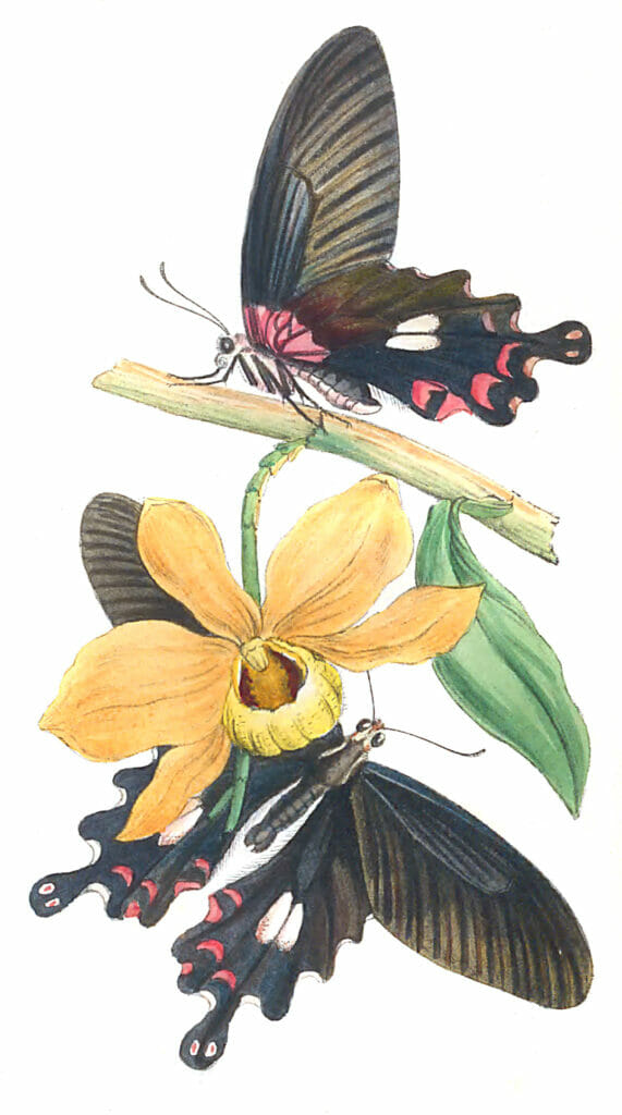 Illustration Of A New Indian Species Of Papilio Vintage Illustration Vintage Illustration Vintage Illustration