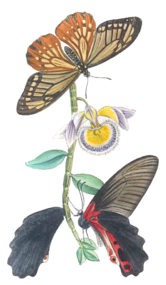 Illustrations Of Two Hitherto Unfigured Species Of Papilio Vintage Butterfly Illustration