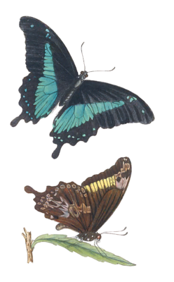 Illustrations Of Two New African Species Of Papilio 2 Vintage Butterfly Illustration