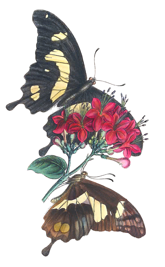 Illustrations Of Two New African Species Of Papilio Vintage Butterfly Illustration
