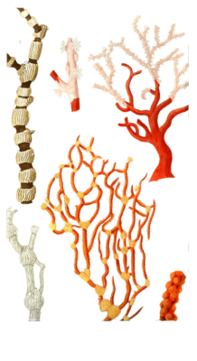 Isis Queue De Chaval Vintage Coral Illustrations In The Public Domain