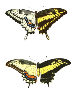 King Swallowtail Papilion Thoas Vintage Butterfly Illustration