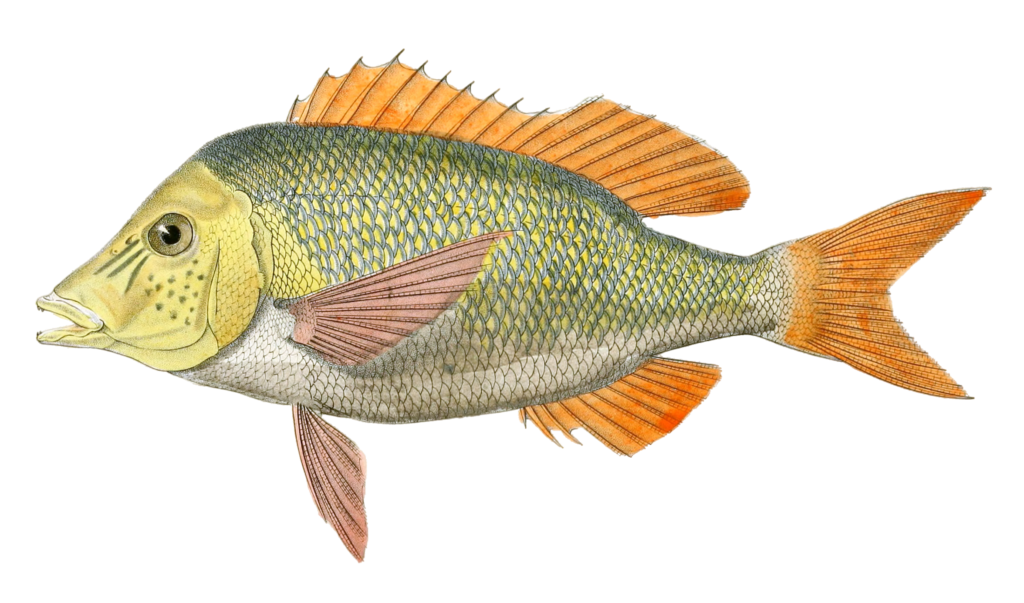 Lethrynus Comestible Vintage Fish Illustrations In The Public Domain