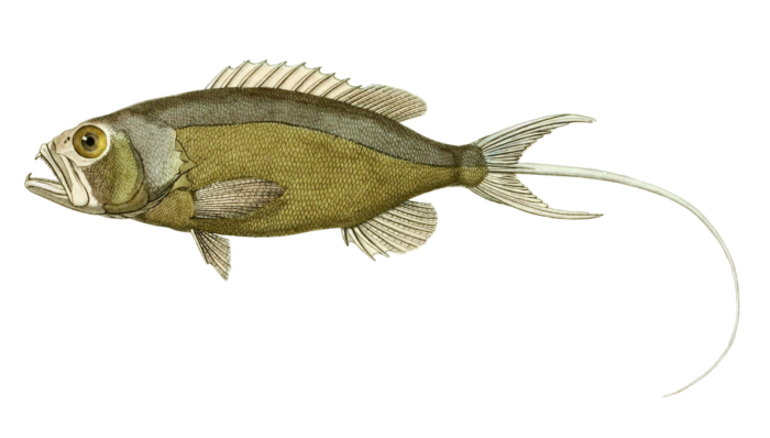 Merou Paille En Queue Serranus Phaeton Vintage Fish Illustrations In The Public Domain