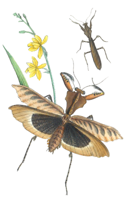 New Genus Of Mantideous Orthoptera Vintage Insect Illustration