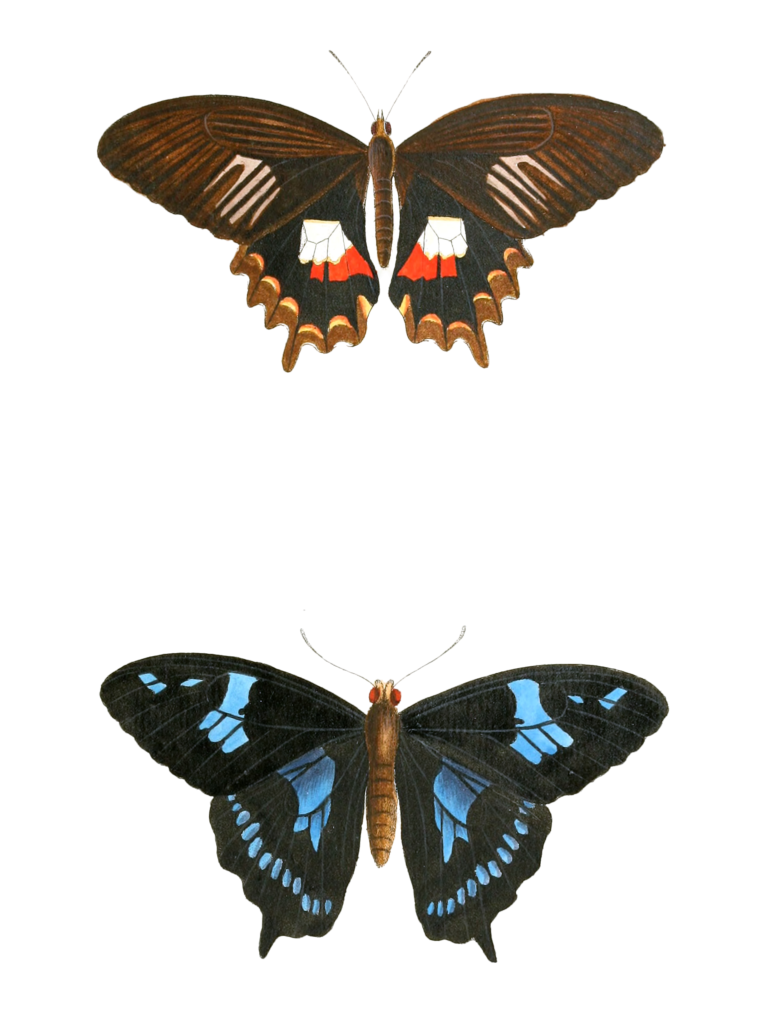 Papil Alphenor Phorbanta Vintage Butterfly Illustration