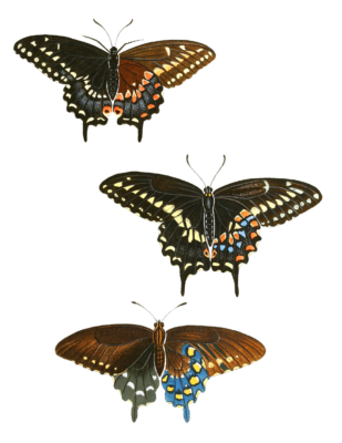 Papil Mas Foem Philenor Vintage Butterfly Illustration