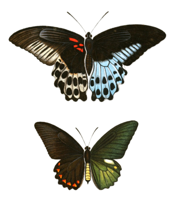 Papil Potymnetor Vintage Butterfly Illustration
