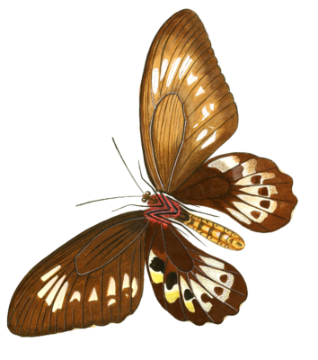 Papilio Panthous Brown Butterfly Vintage Butterfly Illustration