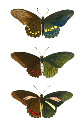 Papilion Amulius Numitor Crafsus Vintage Butterfly Illustration
