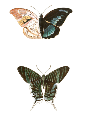 Papilion Demophon Leilus Vintage Butterfly Illustration