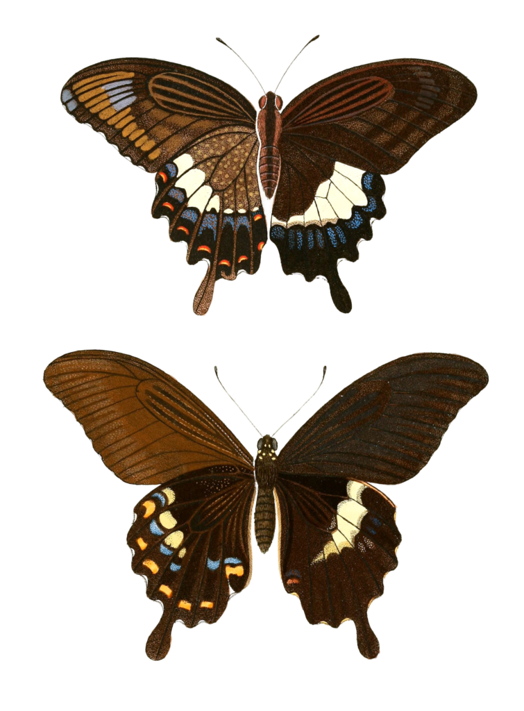 Papilion Mas Severus Vintage Butterfly Illustration