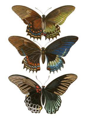 Papilion Peranthus Vintage Butterfly Illustration