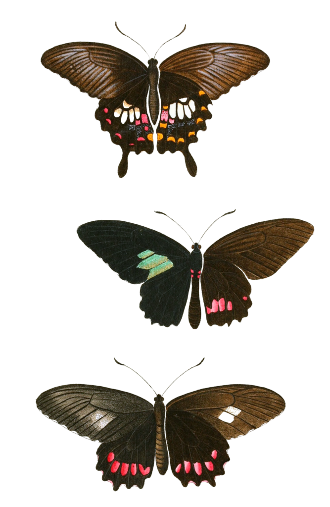 Papilion Polytes Sefoftris Tullus Vintage Butterfly Illustration