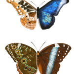 Papilion Rhetenor Helenor Vintage Butterfly Illustration