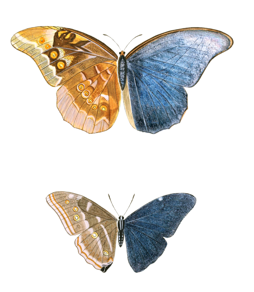 Papilionum Anaxibia Adonis Vintage Butterfly Illustration