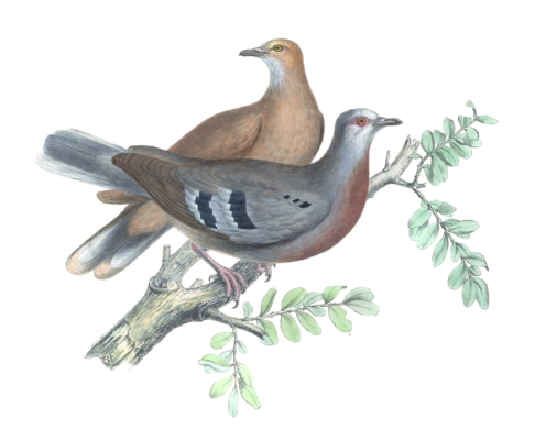 Peristera Mondetoura Vintage Dove Illustrations In The Public Domain