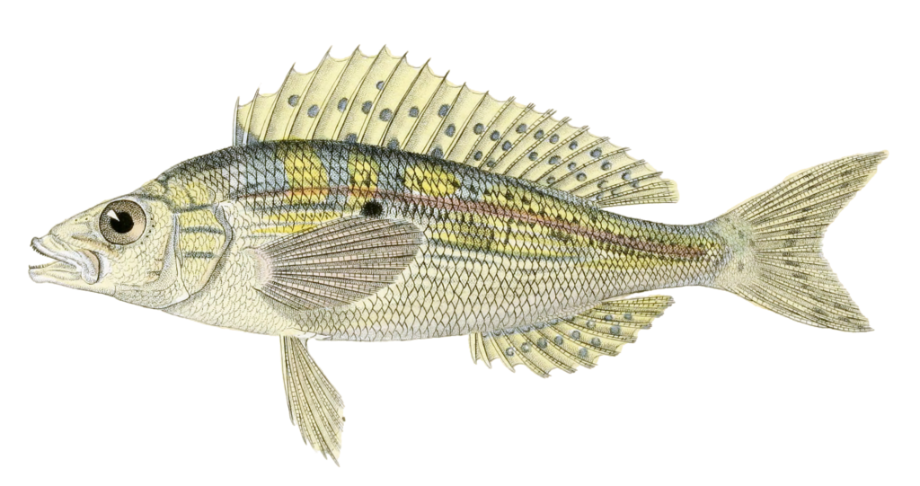 Picarel Chrysele Vintage Fish Illustrations In The Public Domain