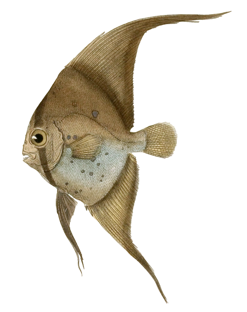 Platax A Gouttelettes Vintage Fish Illustrations In The Public Domain
