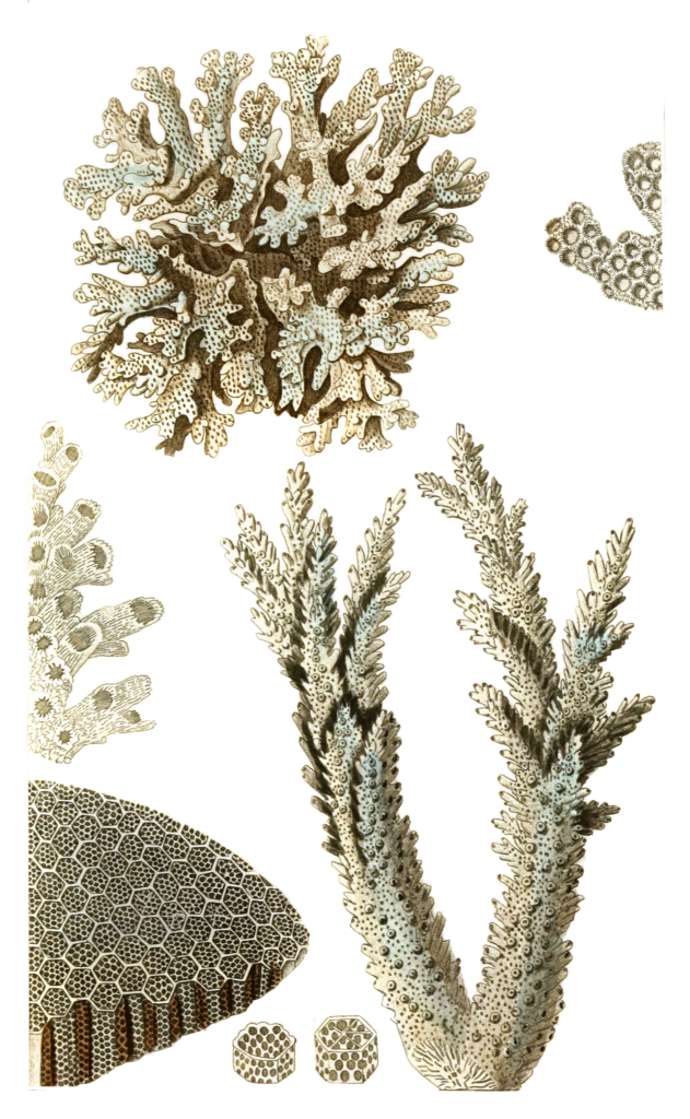 Pocillopore Corne De Daim Vintage Coral Illustrations In The Public Domain